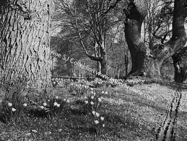 FLOWERS UNDER TREE